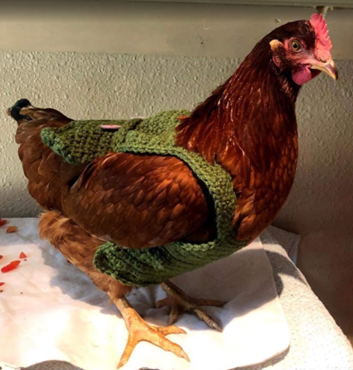 Online learning onboarding specialist Kayla Millard crochets chicken sweaters in her spare time. This image shows a red chicken wearing a green sweater.