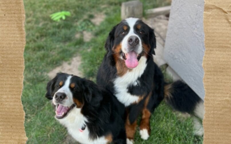 Dogs picture